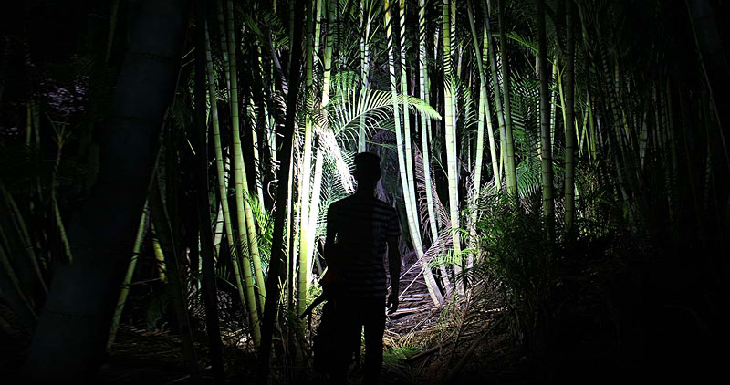 A man at night lighting up a bamboo forest with a flashlight