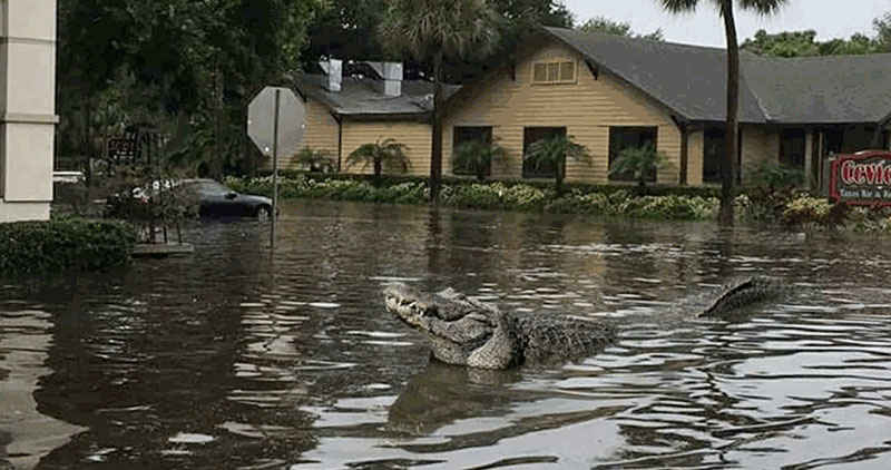 Alligator in flood waters on a road next to a house