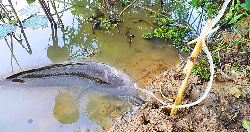 Fish in the water caught in a snare