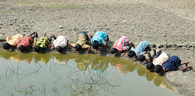 A group of children drinking out of a dirty pond