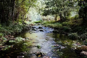How to Purify Water with Natural Methods