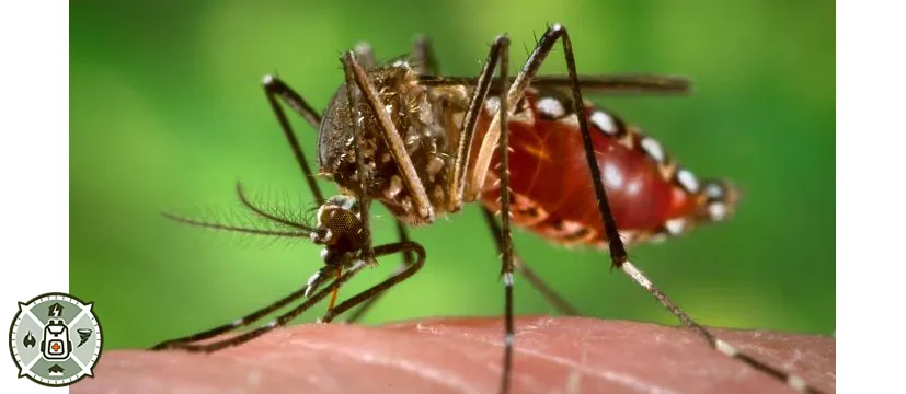 Effective Repellants To Ward Off Mosquitoes