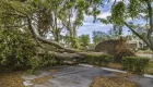 An uprooted tree which fell down in a parking lot